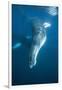 Humpback Whale (Megaptera Novaeangliae)-Reinhard Dirscherl-Framed Photographic Print