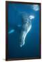 Humpback Whale (Megaptera Novaeangliae)-Reinhard Dirscherl-Framed Photographic Print