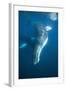 Humpback Whale (Megaptera Novaeangliae)-Reinhard Dirscherl-Framed Photographic Print