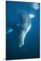 Humpback Whale (Megaptera Novaeangliae)-Reinhard Dirscherl-Mounted Photographic Print