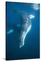 Humpback Whale (Megaptera Novaeangliae)-Reinhard Dirscherl-Stretched Canvas