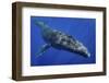 Humpback whale,  Moorea, French Polynesia, Pacific Ocean-Shane Gross-Framed Photographic Print