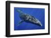 Humpback whale,  Moorea, French Polynesia, Pacific Ocean-Shane Gross-Framed Photographic Print