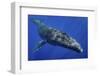 Humpback whale,  Moorea, French Polynesia, Pacific Ocean-Shane Gross-Framed Photographic Print