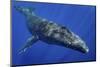 Humpback whale,  Moorea, French Polynesia, Pacific Ocean-Shane Gross-Mounted Photographic Print