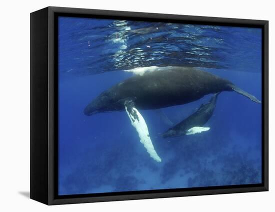 Humpback Whale Mother and Calf, Silver Bank, Domincan Republic-Rebecca Jackrel-Framed Stretched Canvas