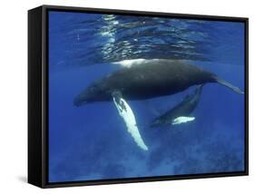 Humpback Whale Mother and Calf, Silver Bank, Domincan Republic-Rebecca Jackrel-Framed Stretched Canvas