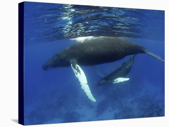 Humpback Whale Mother and Calf, Silver Bank, Domincan Republic-Rebecca Jackrel-Stretched Canvas