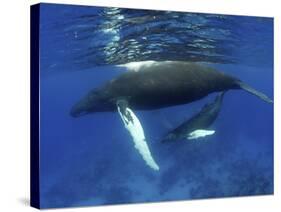 Humpback Whale Mother and Calf, Silver Bank, Domincan Republic-Rebecca Jackrel-Stretched Canvas