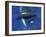 Humpback Whale Mother and Calf, Silver Bank, Domincan Republic-Rebecca Jackrel-Framed Photographic Print