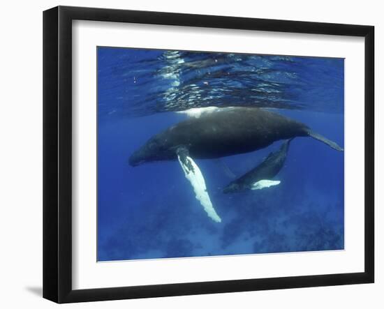 Humpback Whale Mother and Calf, Silver Bank, Domincan Republic-Rebecca Jackrel-Framed Photographic Print