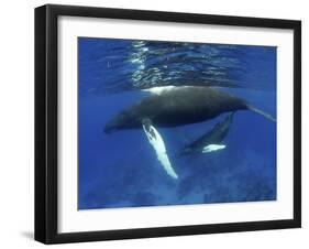 Humpback Whale Mother and Calf, Silver Bank, Domincan Republic-Rebecca Jackrel-Framed Photographic Print