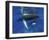 Humpback Whale Mother and Calf, Silver Bank, Domincan Republic-Rebecca Jackrel-Framed Photographic Print