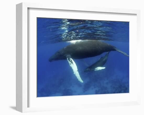 Humpback Whale Mother and Calf, Silver Bank, Domincan Republic-Rebecca Jackrel-Framed Photographic Print