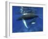 Humpback Whale Mother and Calf, Silver Bank, Domincan Republic-Rebecca Jackrel-Framed Photographic Print