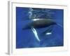 Humpback Whale Mother and Calf, Silver Bank, Domincan Republic-Rebecca Jackrel-Framed Photographic Print