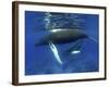 Humpback Whale Mother and Calf, Silver Bank, Domincan Republic-Rebecca Jackrel-Framed Photographic Print