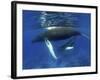 Humpback Whale Mother and Calf, Silver Bank, Domincan Republic-Rebecca Jackrel-Framed Photographic Print