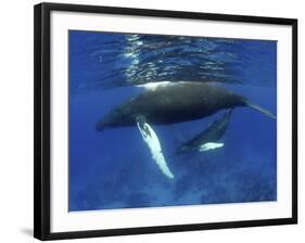 Humpback Whale Mother and Calf, Silver Bank, Domincan Republic-Rebecca Jackrel-Framed Photographic Print