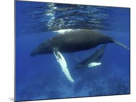Humpback Whale Mother and Calf, Silver Bank, Domincan Republic-Rebecca Jackrel-Mounted Photographic Print