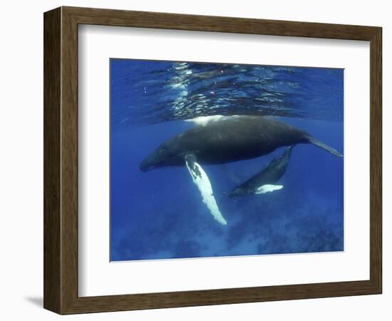 Humpback Whale Mother and Calf, Silver Bank, Domincan Republic-Rebecca Jackrel-Framed Photographic Print