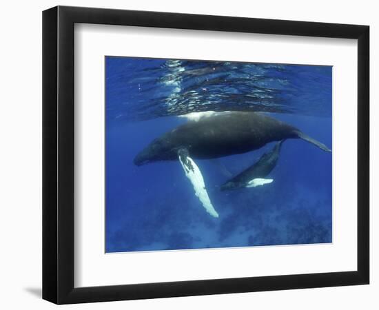 Humpback Whale Mother and Calf, Silver Bank, Domincan Republic-Rebecca Jackrel-Framed Photographic Print