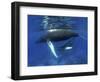 Humpback Whale Mother and Calf, Silver Bank, Domincan Republic-Rebecca Jackrel-Framed Photographic Print