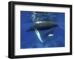 Humpback Whale Mother and Calf, Silver Bank, Domincan Republic-Rebecca Jackrel-Framed Photographic Print