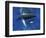 Humpback Whale Mother and Calf, Silver Bank, Domincan Republic-Rebecca Jackrel-Framed Photographic Print