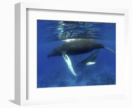 Humpback Whale Mother and Calf, Silver Bank, Domincan Republic-Rebecca Jackrel-Framed Photographic Print