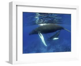 Humpback Whale Mother and Calf, Silver Bank, Domincan Republic-Rebecca Jackrel-Framed Photographic Print