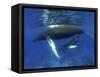 Humpback Whale Mother and Calf, Silver Bank, Domincan Republic-Rebecca Jackrel-Framed Stretched Canvas