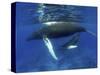 Humpback Whale Mother and Calf, Silver Bank, Domincan Republic-Rebecca Jackrel-Stretched Canvas