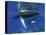 Humpback Whale Mother and Calf, Silver Bank, Domincan Republic-Rebecca Jackrel-Stretched Canvas