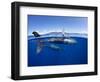 Humpback whale, mother and calf, West Maui, Hawaii-David Fleetham-Framed Photographic Print