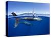 Humpback whale, mother and calf, West Maui, Hawaii-David Fleetham-Stretched Canvas