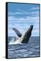 Humpback Whale - Ocean-Lantern Press-Framed Stretched Canvas