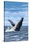 Humpback Whale - Ocean-Lantern Press-Stretched Canvas