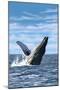 Humpback Whale - Ocean-Lantern Press-Mounted Art Print