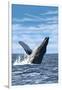 Humpback Whale - Ocean-Lantern Press-Framed Art Print