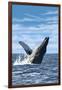 Humpback Whale - Ocean-Lantern Press-Framed Art Print