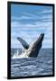 Humpback Whale - Ocean-Lantern Press-Framed Art Print