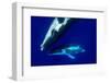 Humpback whale pair swim together, French Polynesia-Shane Gross-Framed Photographic Print