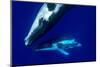 Humpback whale pair swim together, French Polynesia-Shane Gross-Mounted Photographic Print