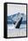 Humpback Whale, Petersburg, Alaska-Lantern Press-Framed Stretched Canvas