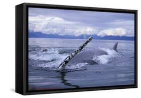 Humpback Whale Raising Pectoral Fin in Frederick Sound-Paul Souders-Framed Stretched Canvas