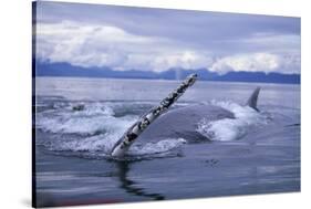 Humpback Whale Raising Pectoral Fin in Frederick Sound-Paul Souders-Stretched Canvas