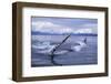 Humpback Whale Raising Pectoral Fin in Frederick Sound-Paul Souders-Framed Photographic Print