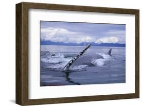 Humpback Whale Raising Pectoral Fin in Frederick Sound-Paul Souders-Framed Photographic Print