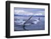 Humpback Whale Raising Pectoral Fin in Frederick Sound-Paul Souders-Framed Photographic Print